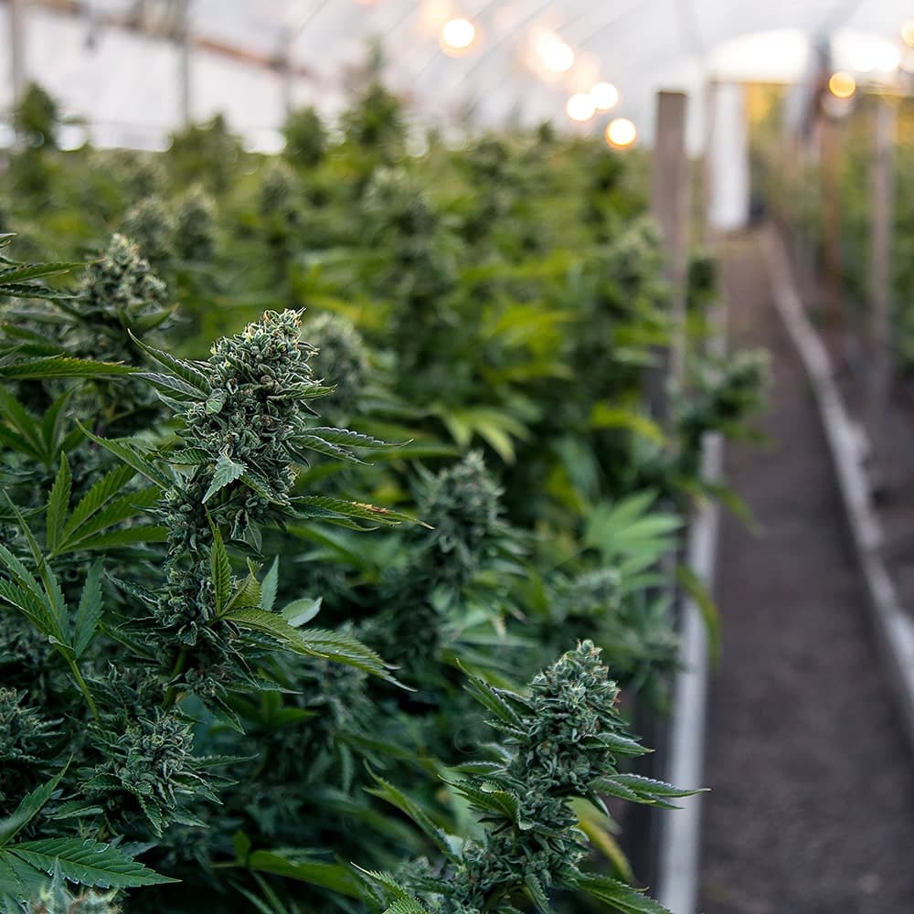 Indoor hydroponic grow facility with water-chilled nutrient reservoirs