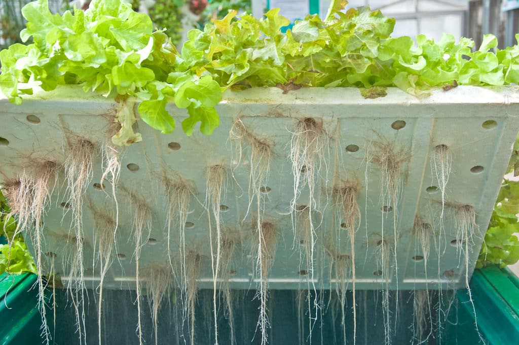 Healthy hydroponic plant roots maintained at optimal temperature using a water chiller