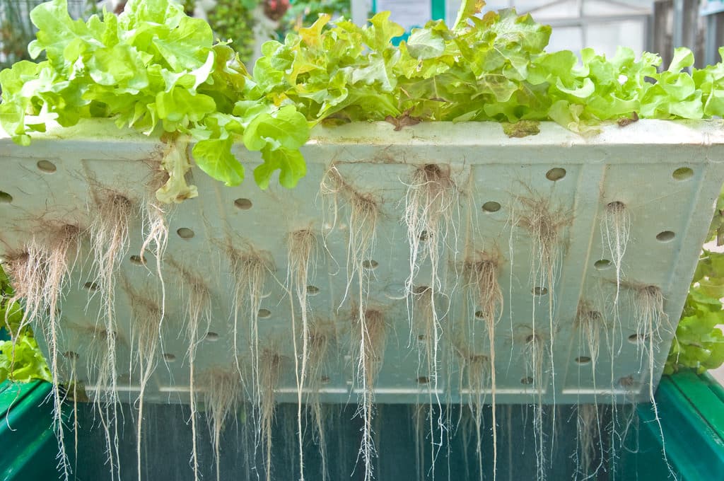 Hydroponic gardening setup with leafy greens growing in a nutrient solution requiring temperature management