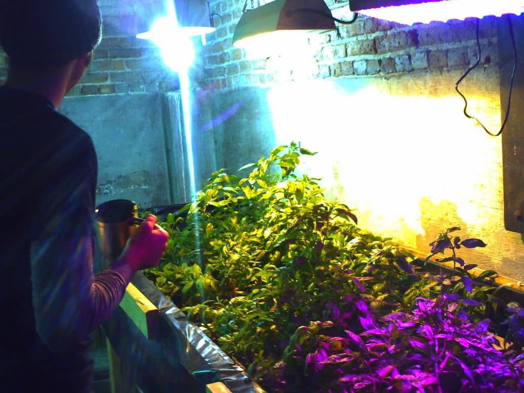 Indoor hydroponics garden with LED grow lights and nutrient solution requiring chiller temperature control