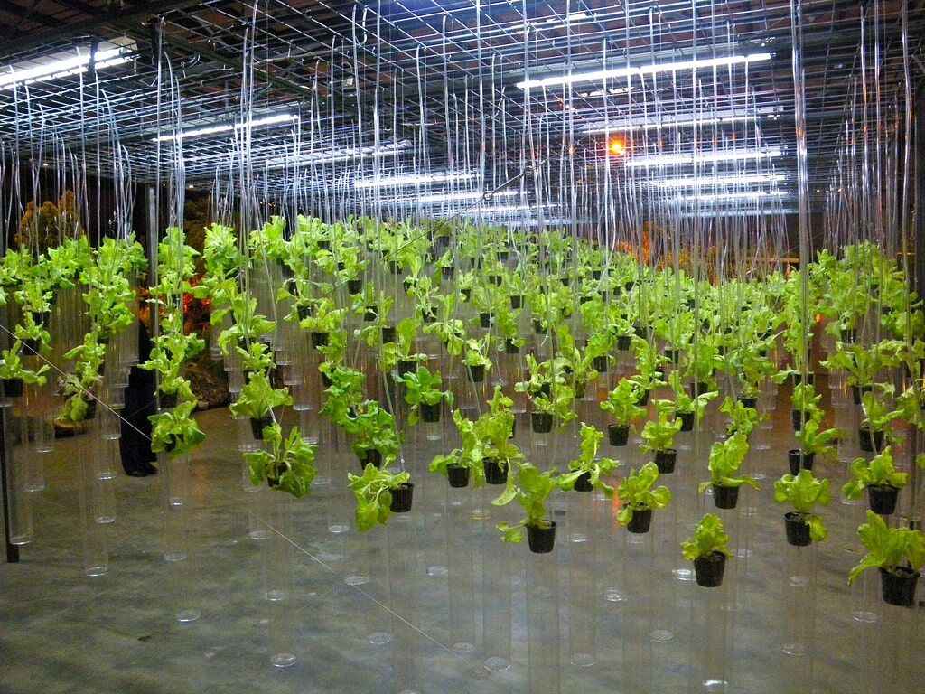 Hydroponic grow system with plants in nutrient solution requiring temperature-controlled water for optimal growth