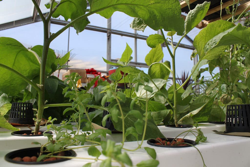 Plants growing in a greenhouse in a hydroponics setup