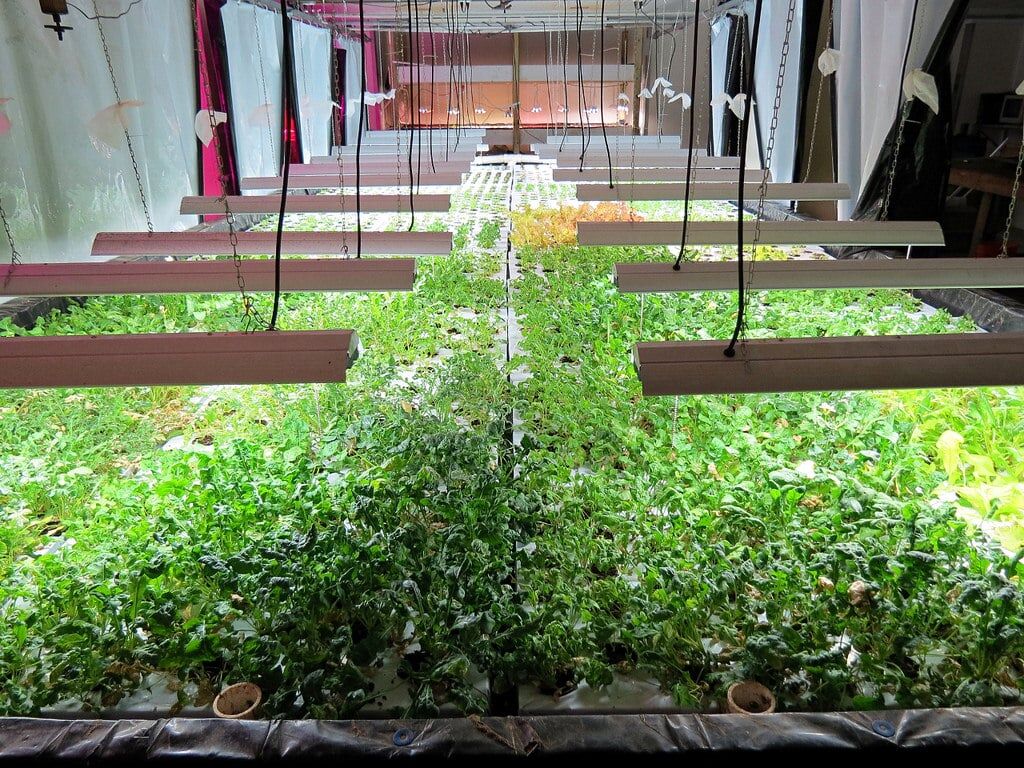 Indoor hydroponic garden with nutrient solution cooled by a recirculating chiller