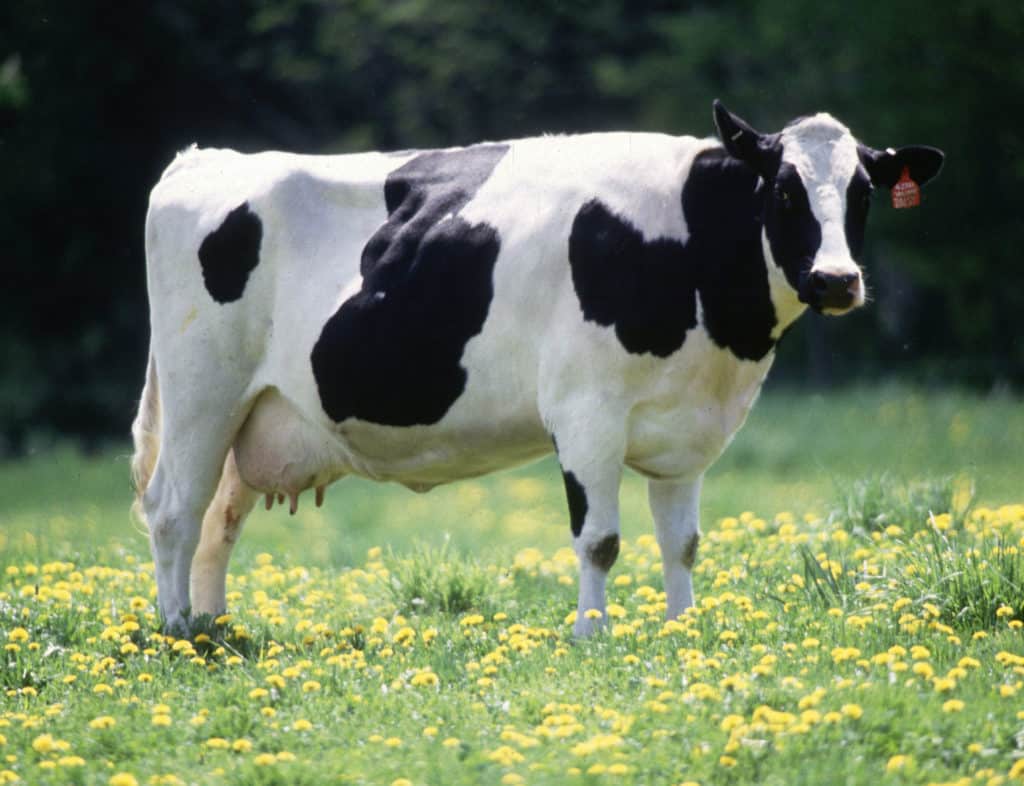 Dairy cow on a farm where milk cooling systems maintain product freshness and safety