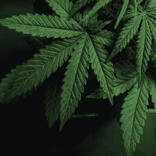 Freeze-dried cannabis flower preserved using ultra-low temperature chilling process
