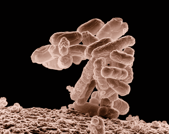 E. coli bacteria under magnification relevant to dairy pasteurization