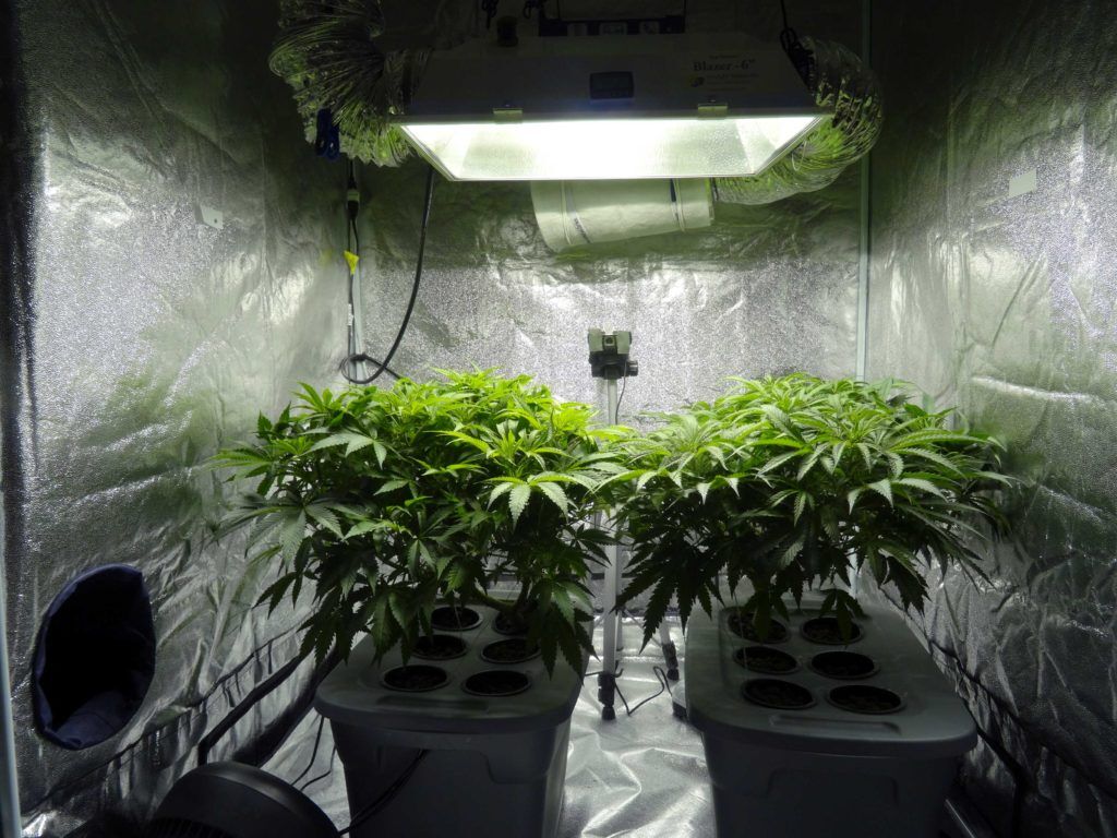 Enclosed hydroponic cannabis garden with grow lights requiring water temperature management for healthy roots