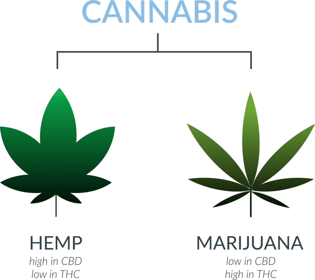 Hemp versus marijuana comparison chart relevant to extraction cooling processes