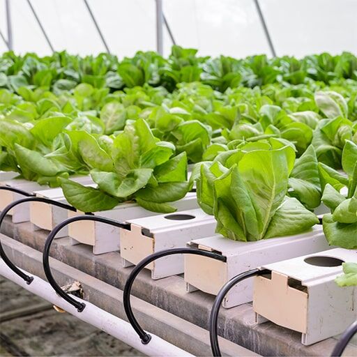 Hydroponic growing system requiring water temperature control with a process chiller