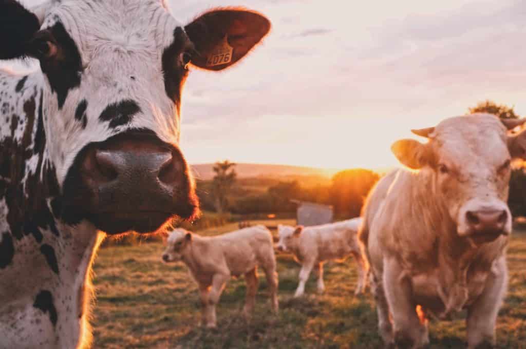 Dairy cow on a farm where milk production requires chiller cooling for storage and processing