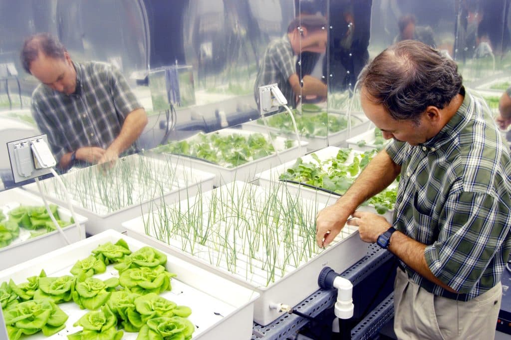 Hydroponic growing system at the KSC in Florida