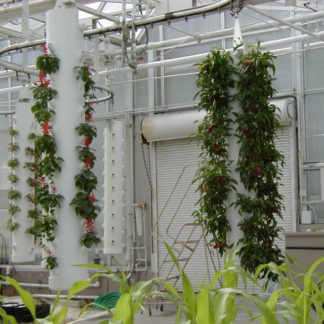 A hydroponics display at Living With the Land at EPCOT, Walt Disney World