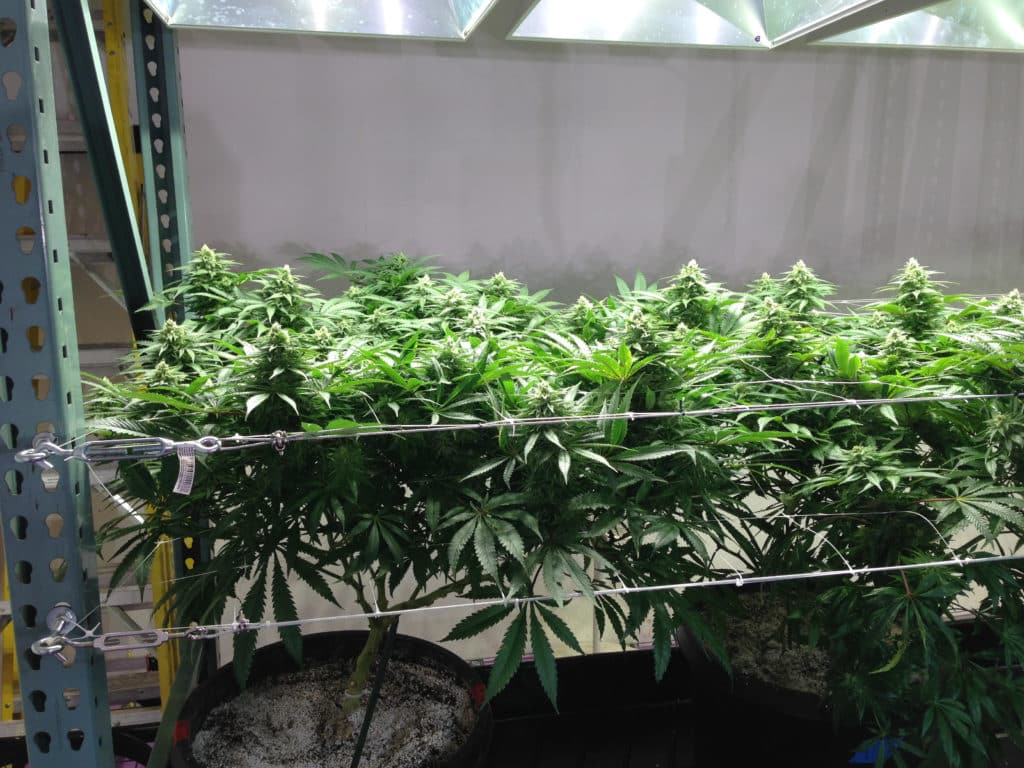 marijuana plants supported by a trellis system