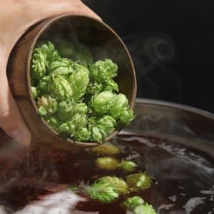 Hops being added to hot wort before wort chilling and fermentation