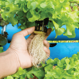Hand holding a hydroponically grown lettuce plant